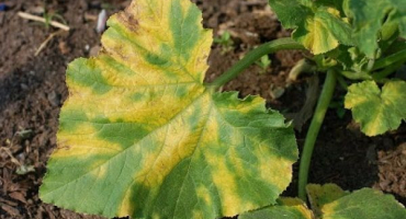 Co dělat, když se na listech okurek objeví žluté skvrny a jak zacházet